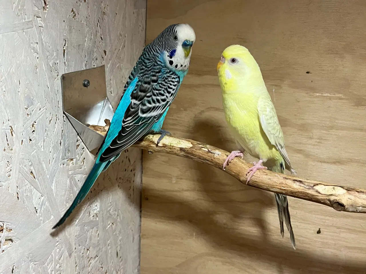 Billede 1 - Undulatpar