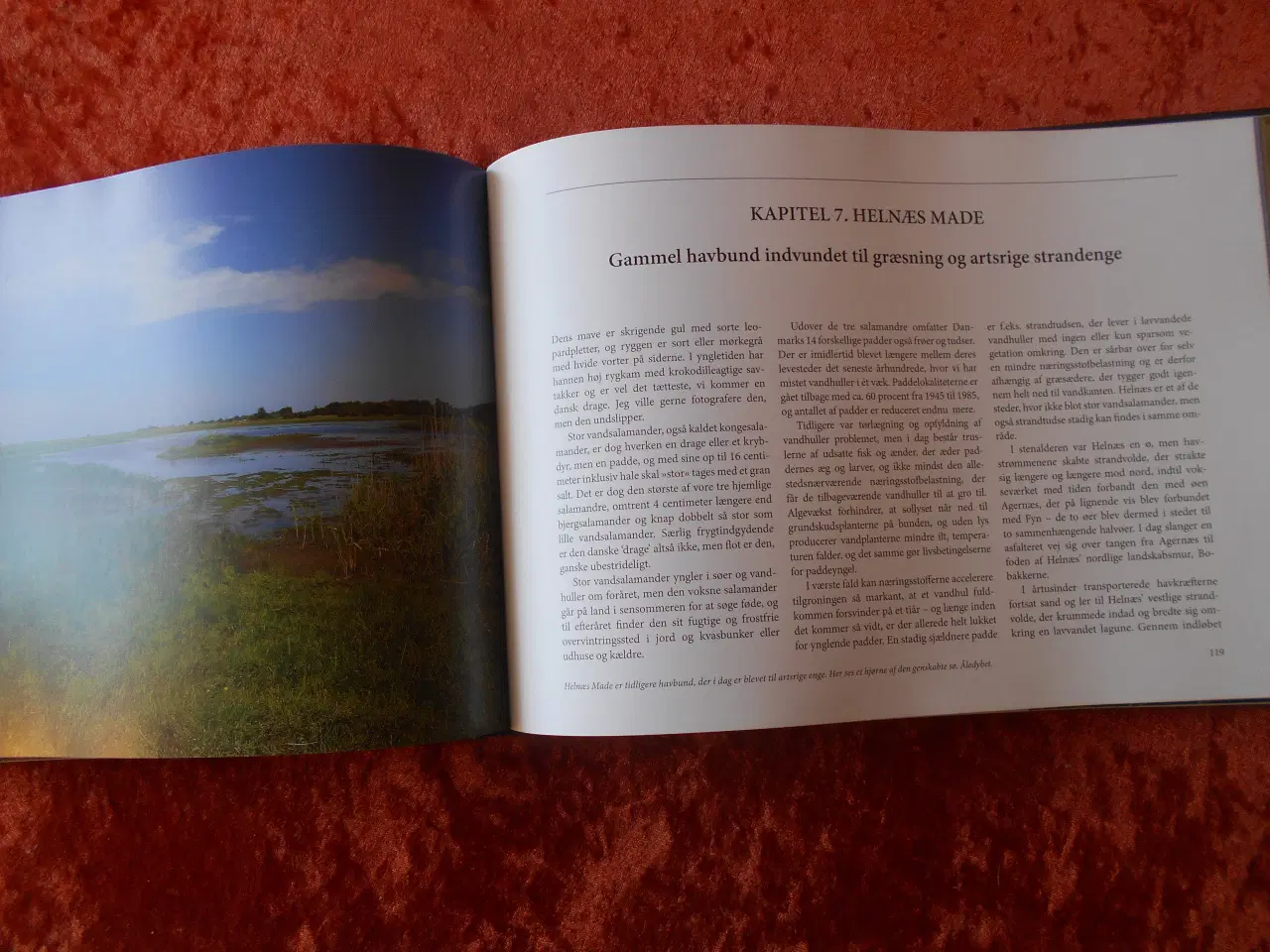 Billede 3 - Den danske naturs genkomst