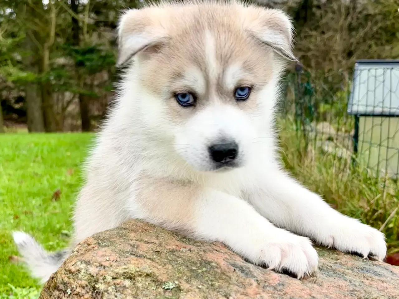 Billede 3 - Hundehvalpe, Siberian Husky / Samojede hvalpe