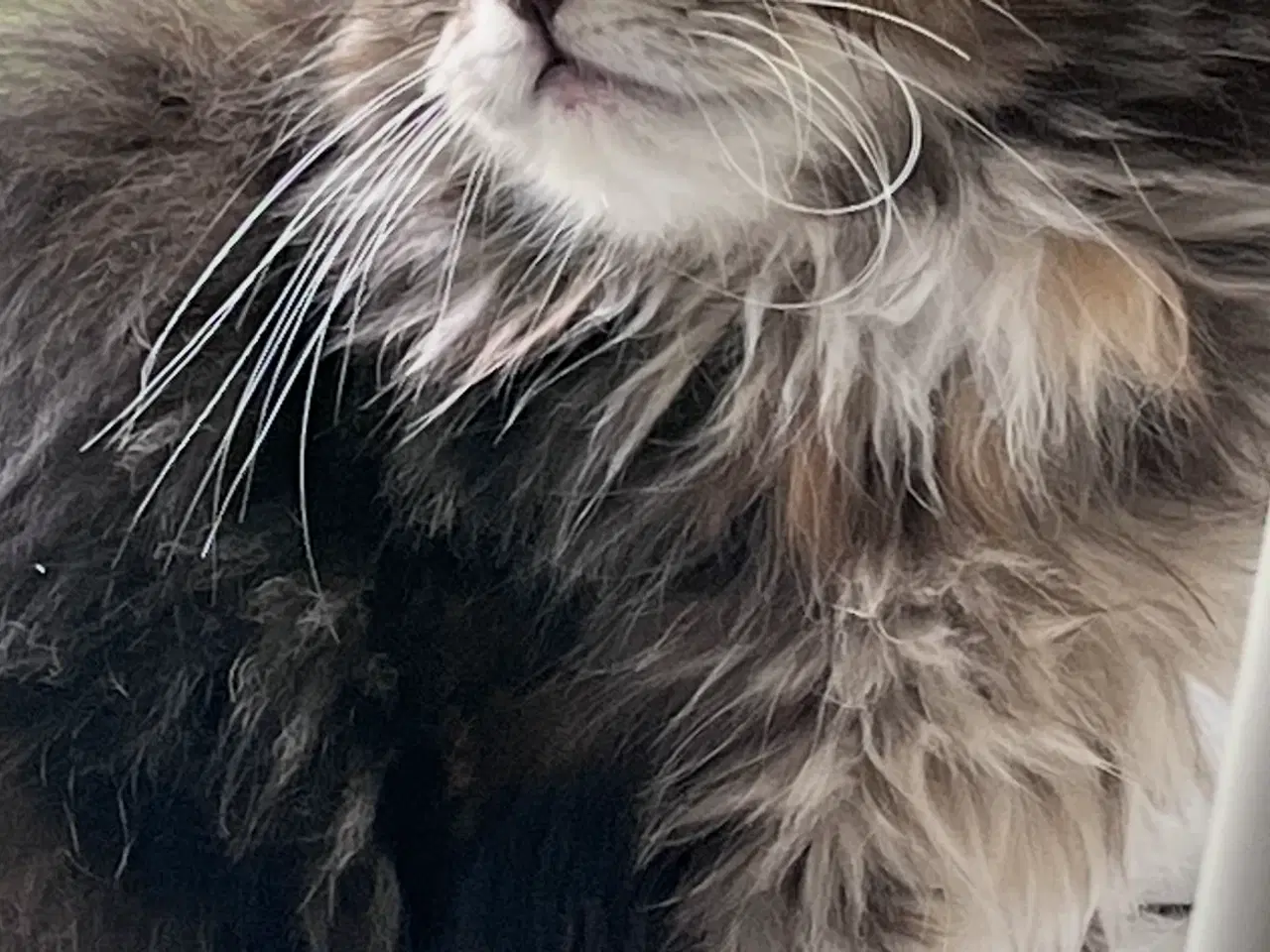 Billede 5 - Maine coon