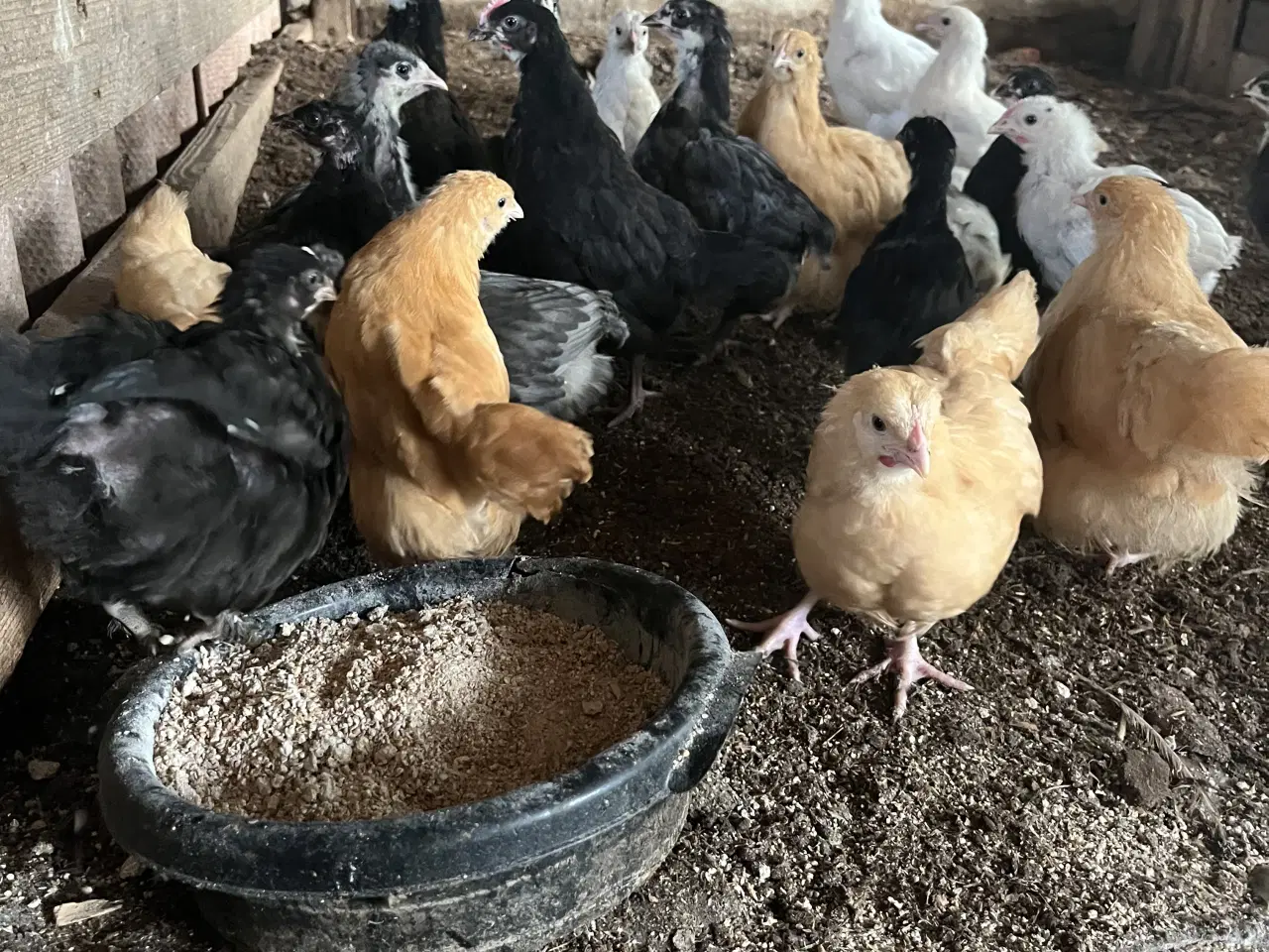 Billede 1 - Kyllinger varme fri