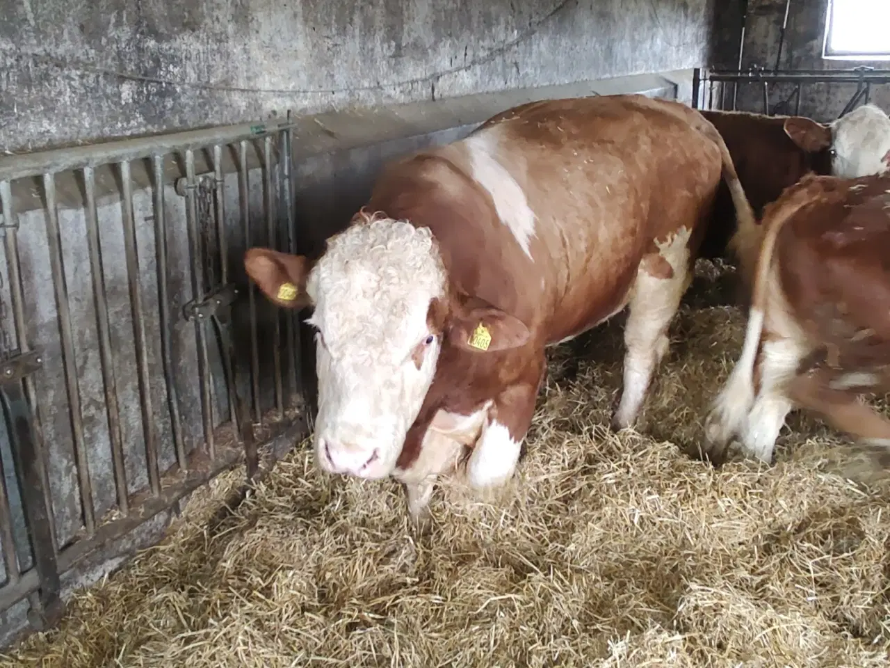 Billede 2 - Simmentaler Tyr 