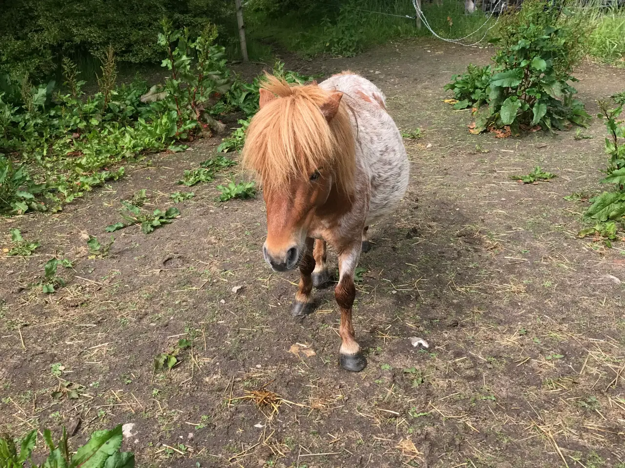 Billede 3 - Hingst