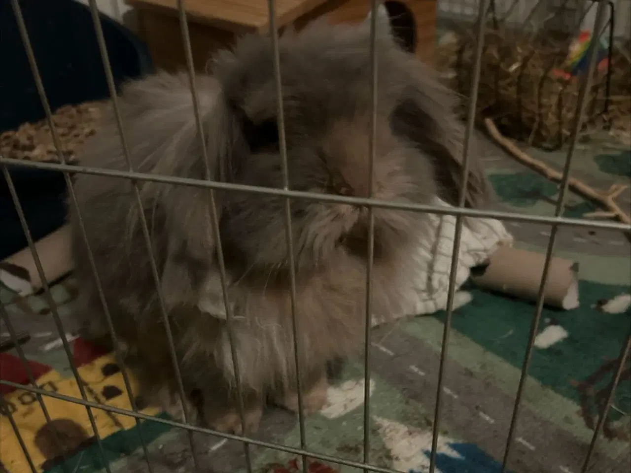 Billede 1 - Sød og kærlig hankanin søger nyt hjem