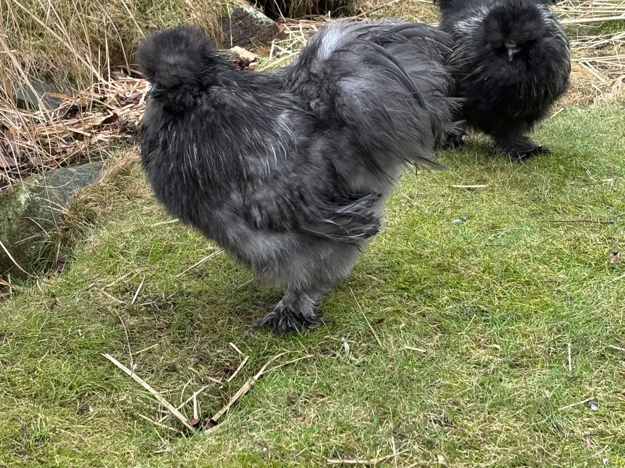 Billede 3 - Silkehane. Stor race