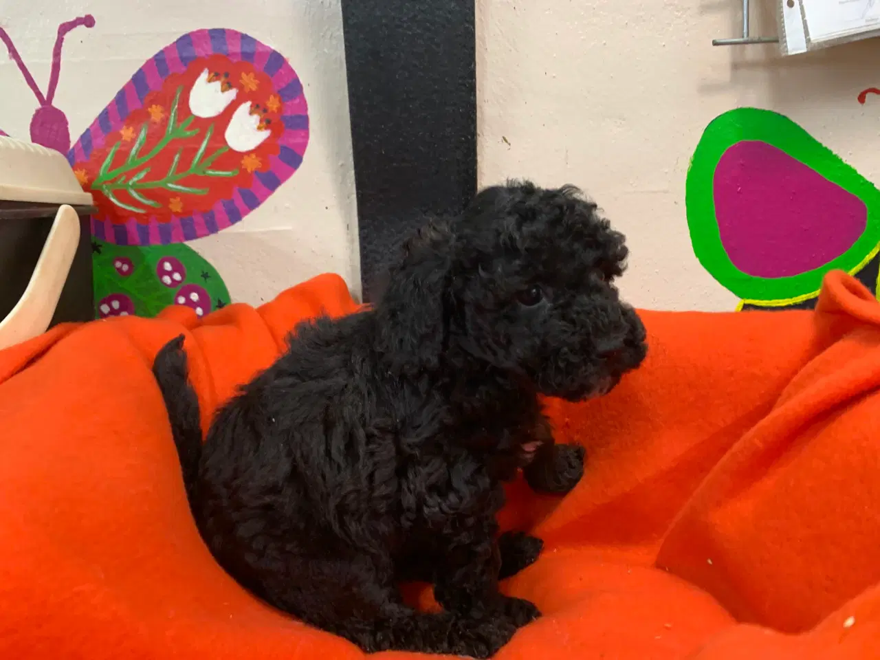 Billede 6 - Små fine mini Maltipoo babyer