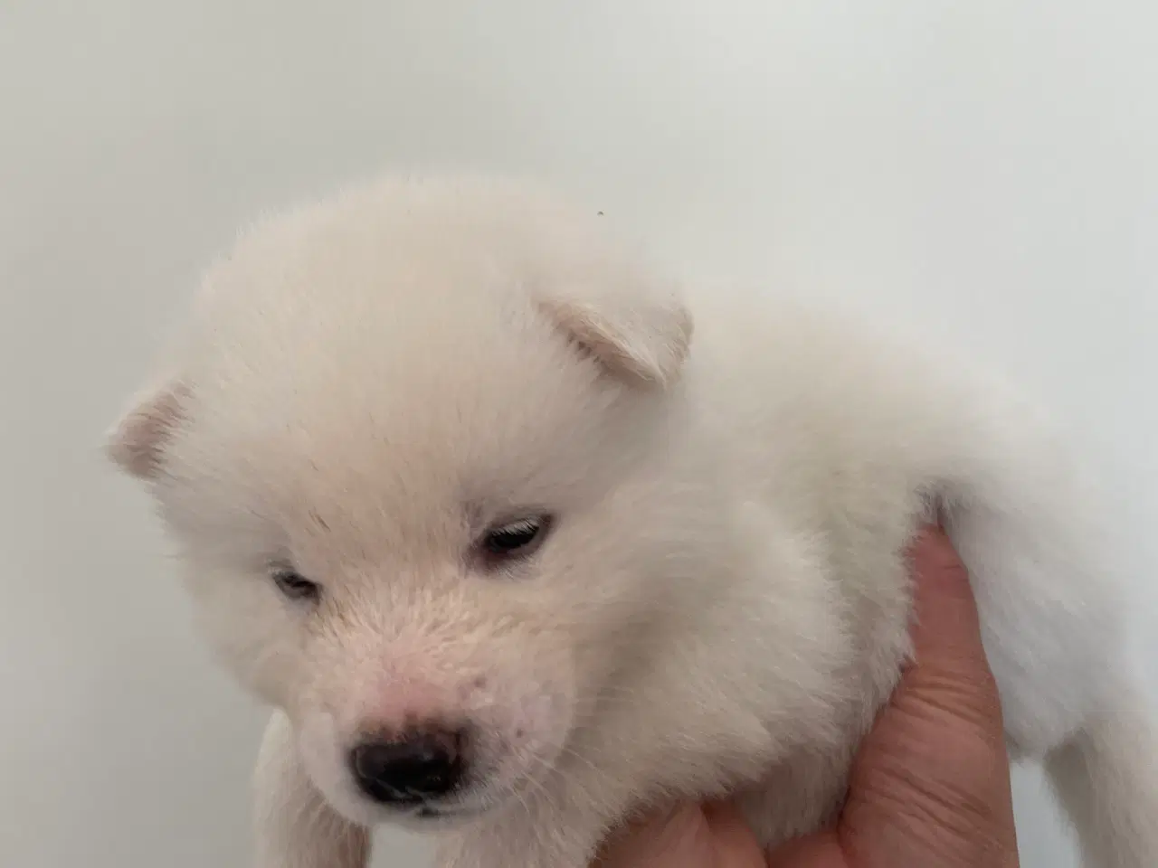 Billede 15 - Akita Inu hvalpe