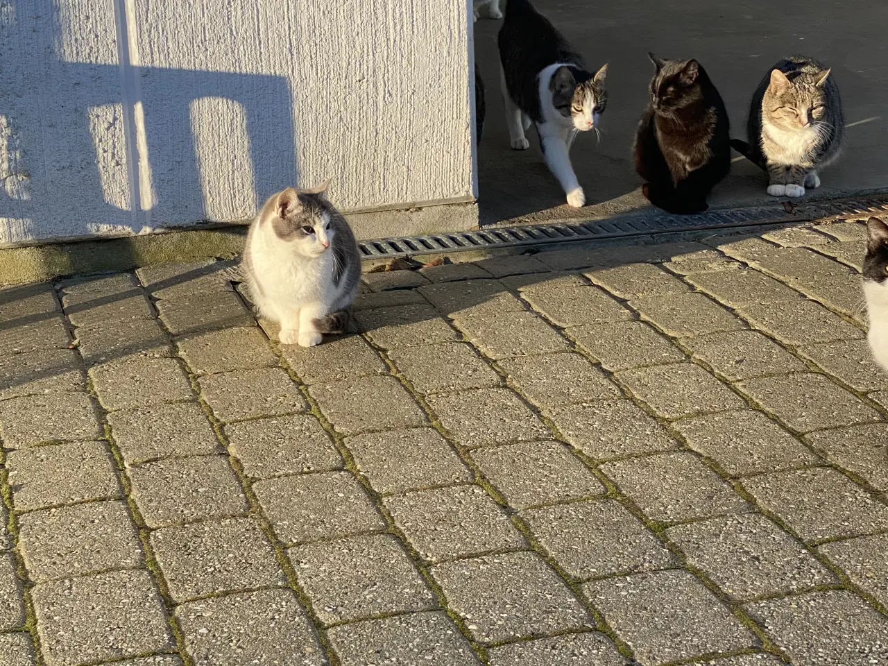 Billede 13 - Kattekillinger fra landet 