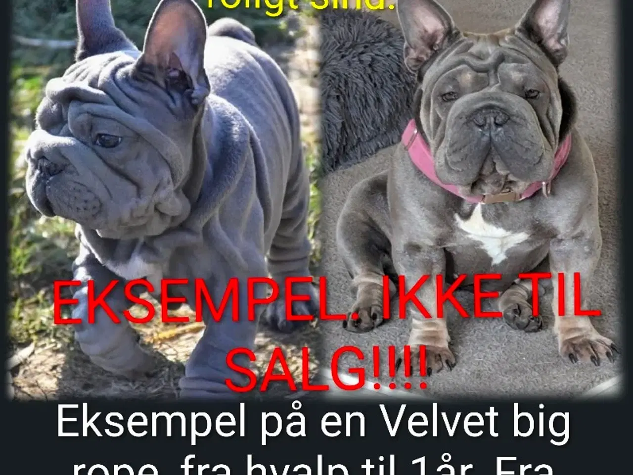 Billede 2 - Fransk Velvet bulldog. NEDSAT!