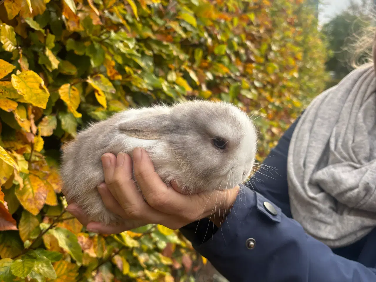 Billede 8 - Minilop kanin