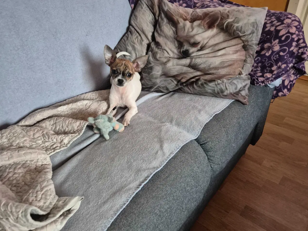 Billede 4 - chihuahua 