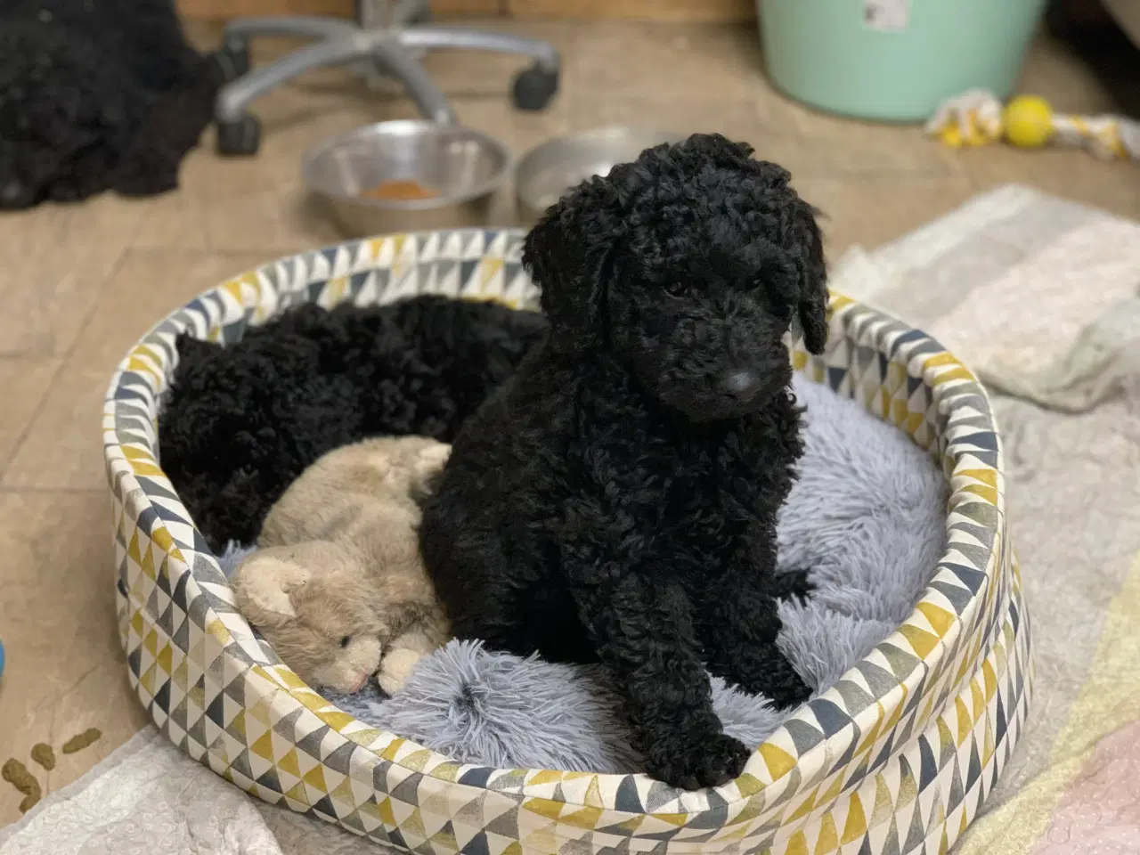 Billede 6 - Golden Doodle F1B babyer er rejse klar