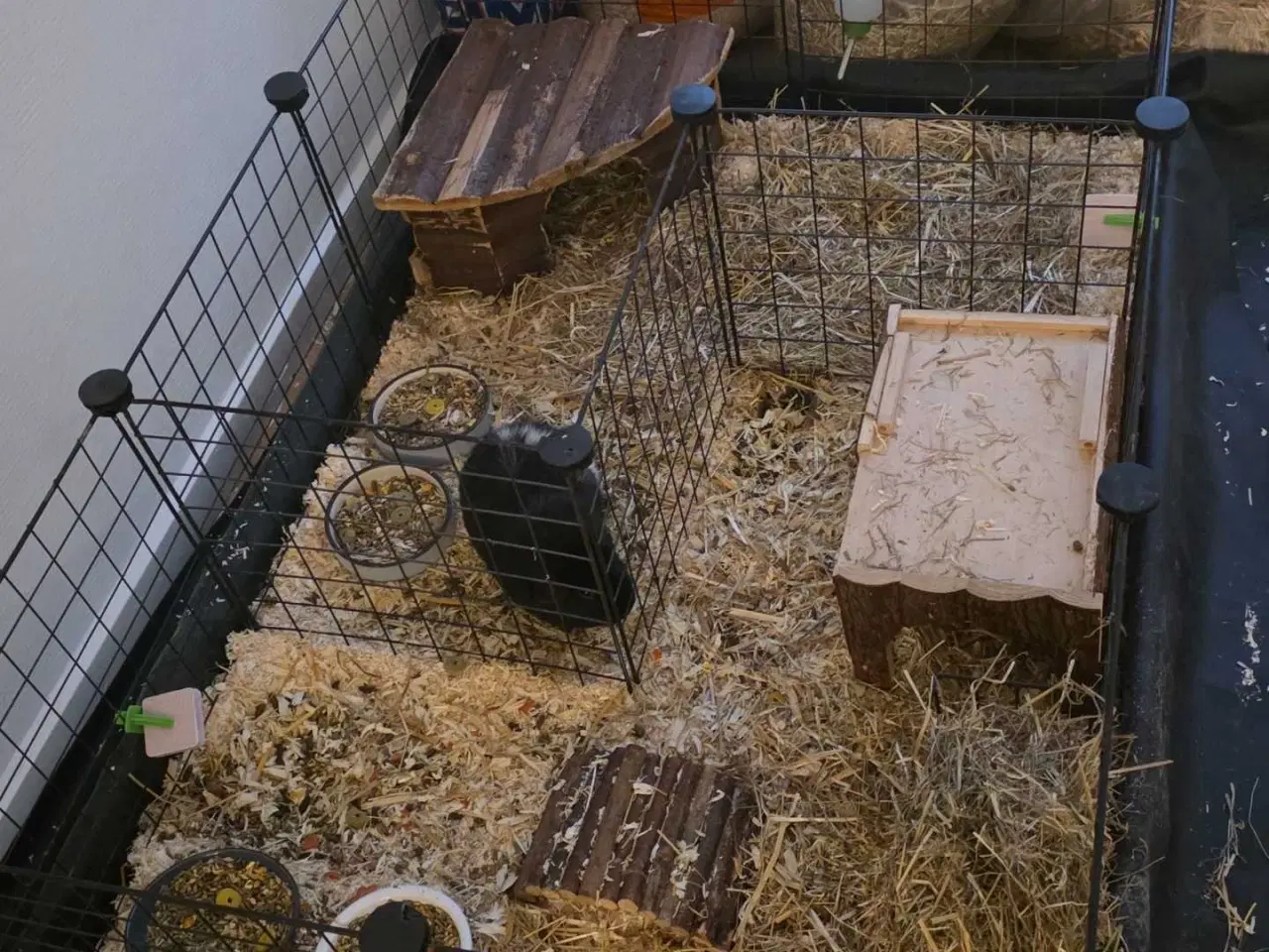 Billede 4 - 2 hun marsvin søger hjem