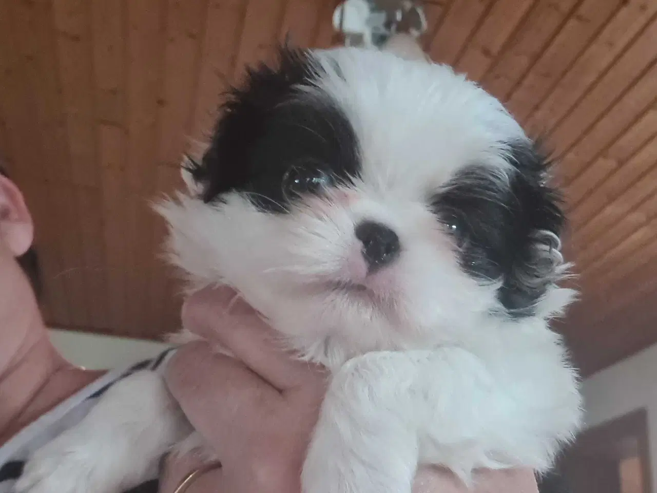 Billede 3 - Japanese chin hvalpe 