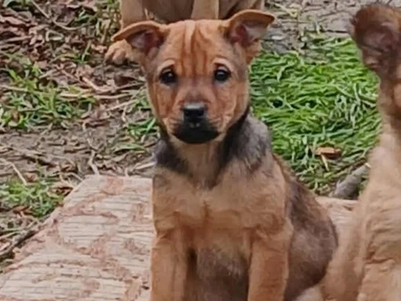 Billede 2 - Lille Dina leder efter sit 4-ever hjem 🏡 💝