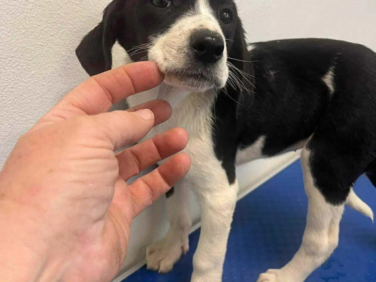 Billede 3 - Sødeste Kaley søger familie