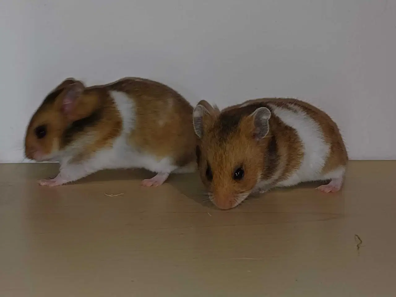 Billede 7 - Guldhamster unger