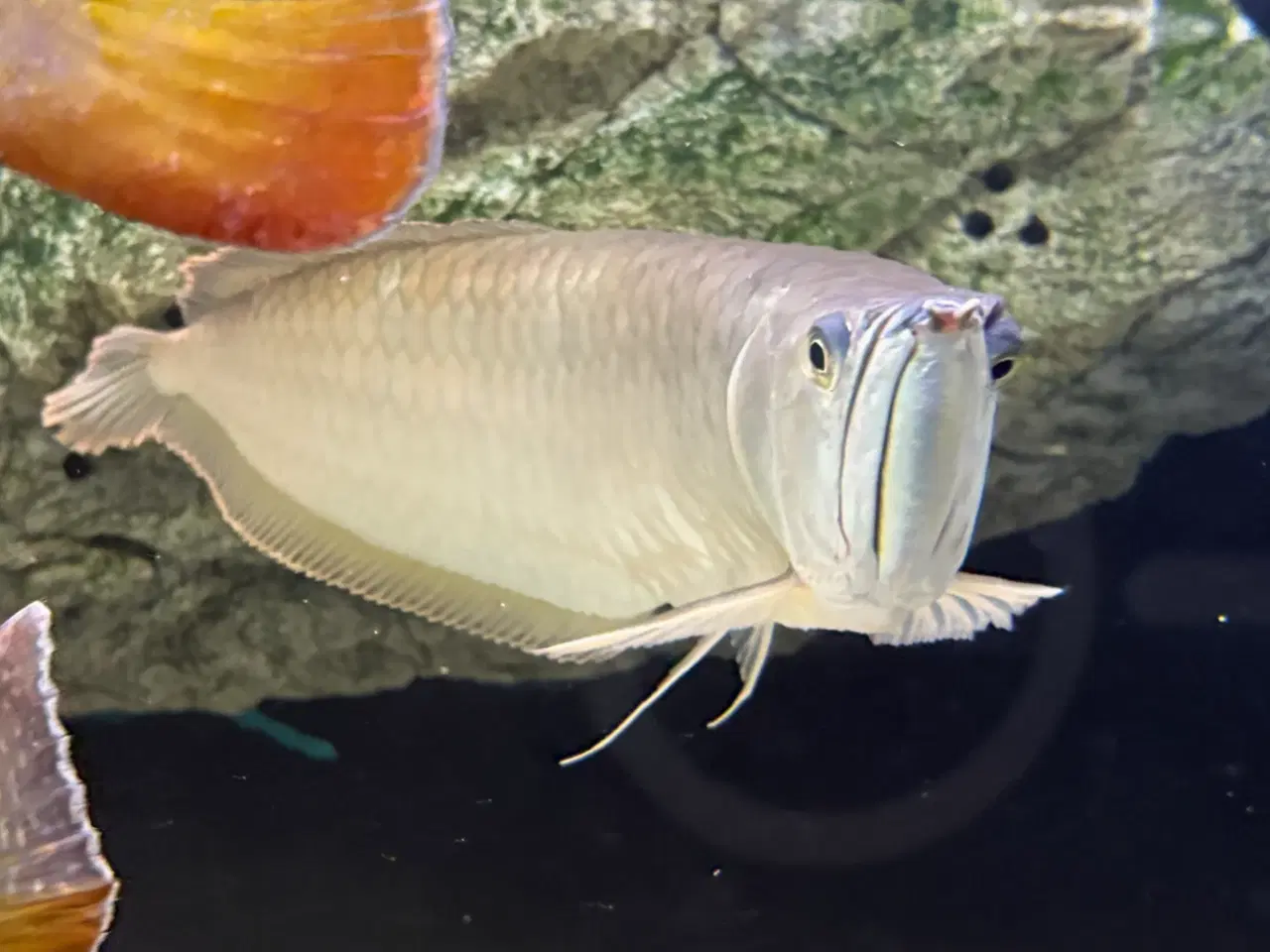 Billede 1 - Silver Arowana 