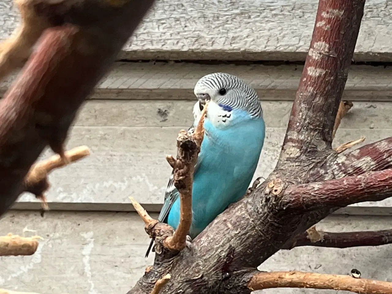 Billede 2 - Australske unger