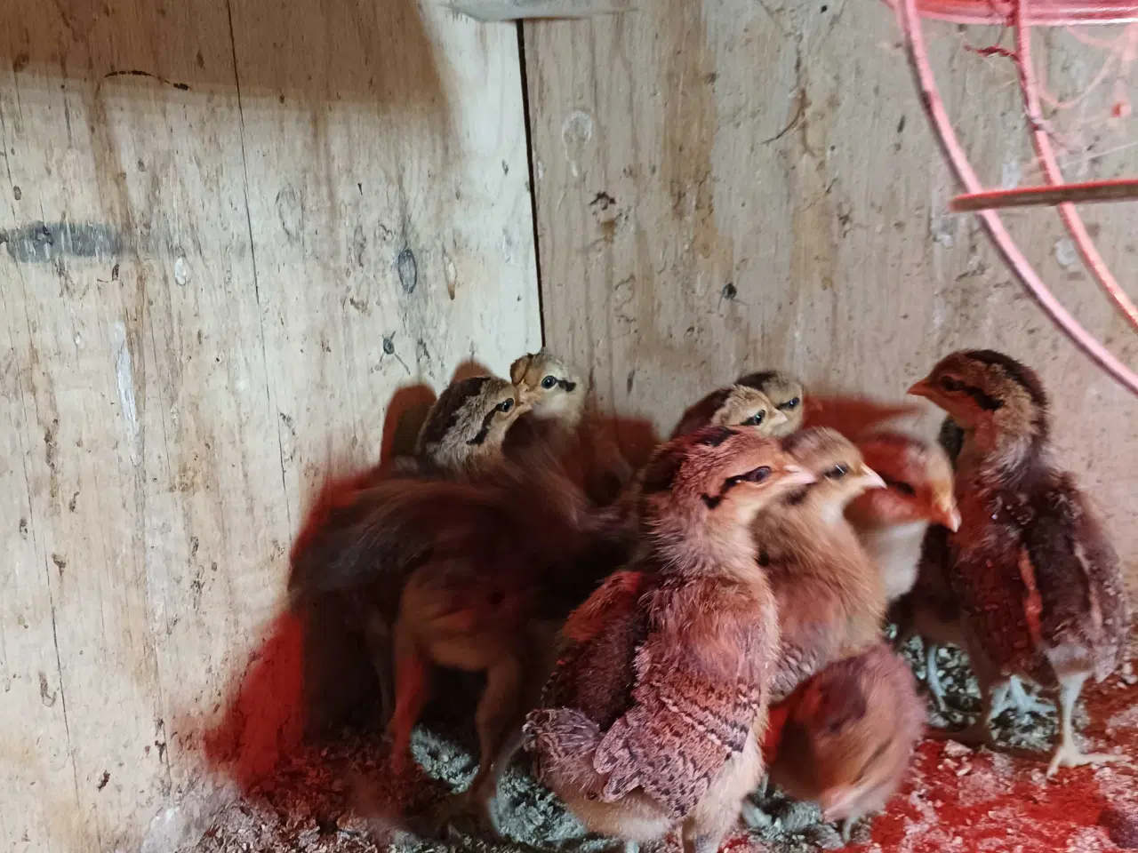 Billede 4 - Danske landhønse kyllinger 