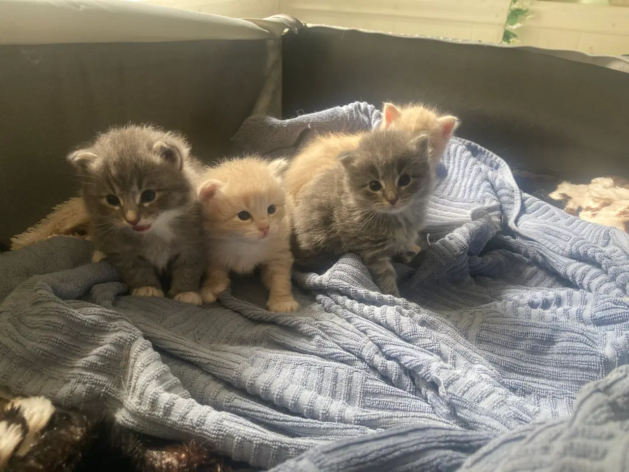 Billede 8 - Maincoon/Ragdoll/BS