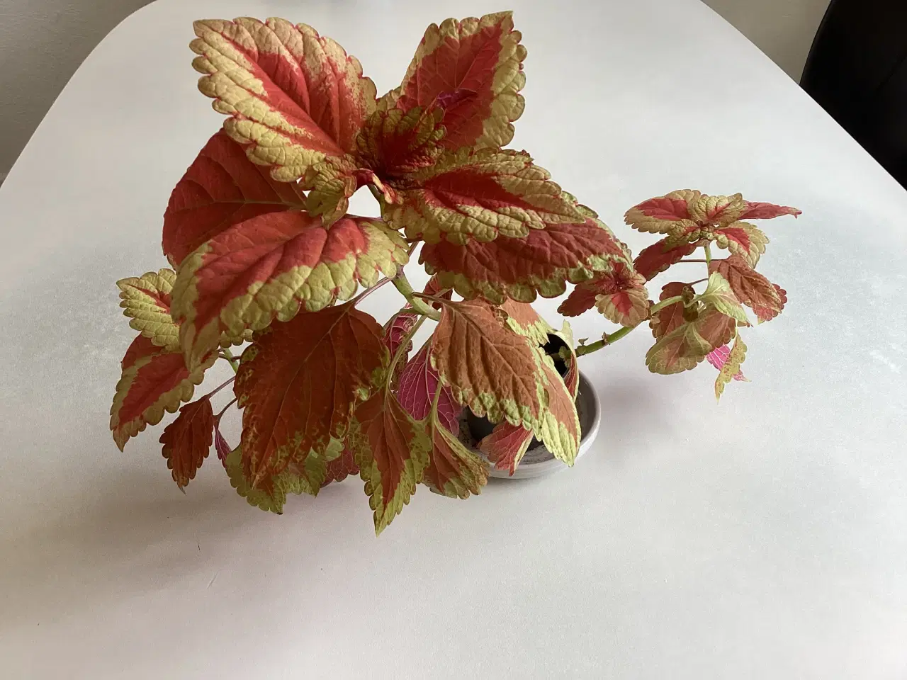 Billede 1 - Stue plante