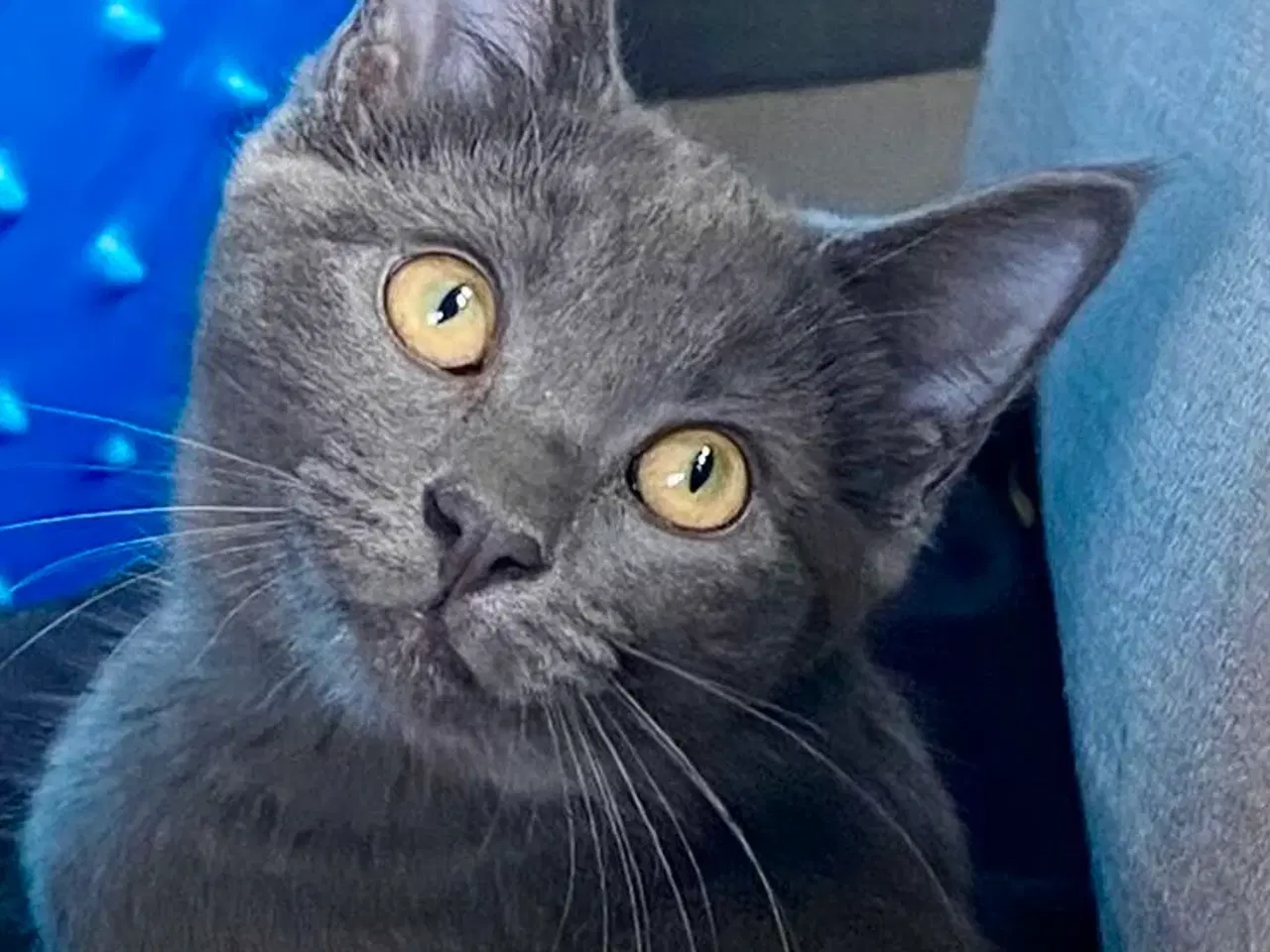 Billede 3 - Maine Coon/Perser/Huskat killinger