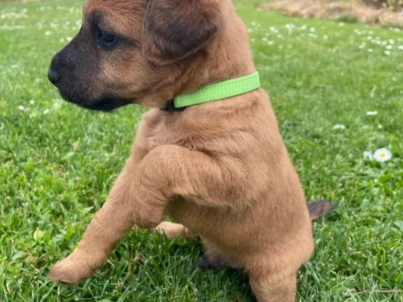 Billede 6 - Westfalen terrier kryds. 