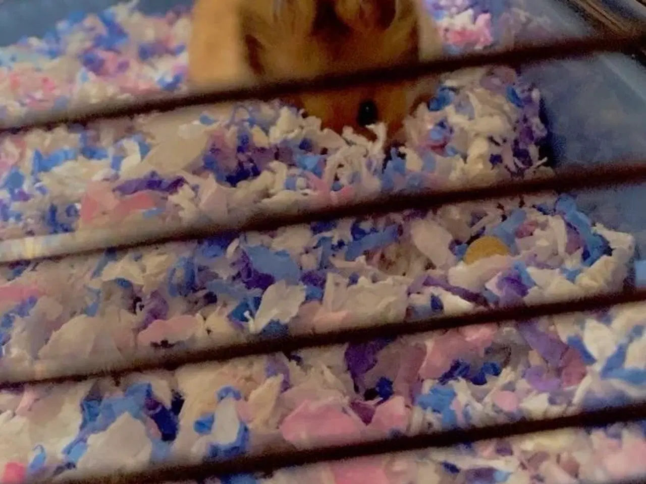 Billede 1 - Guldhamster 