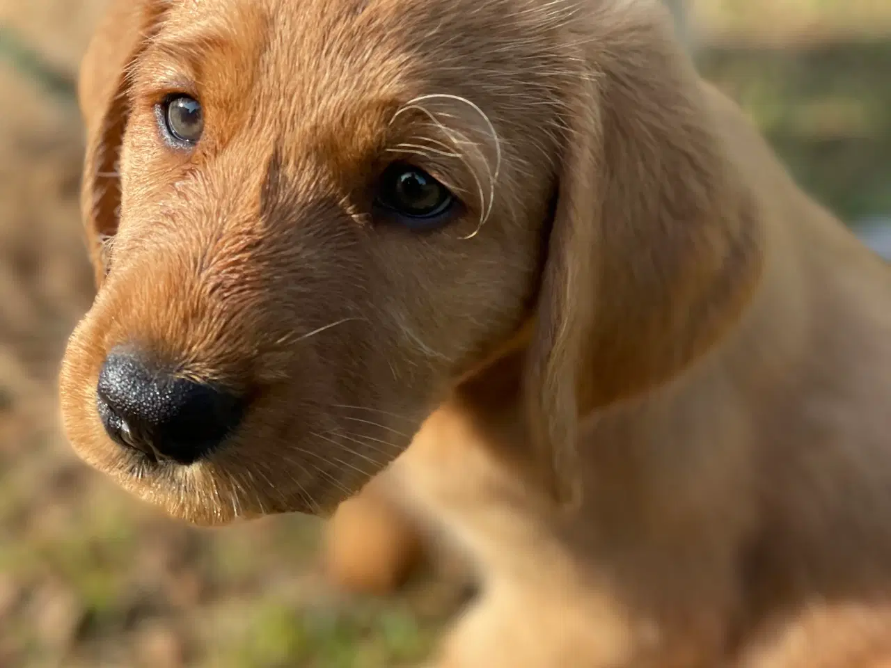 Billede 2 - Salgsklare Labradoddle hvape
