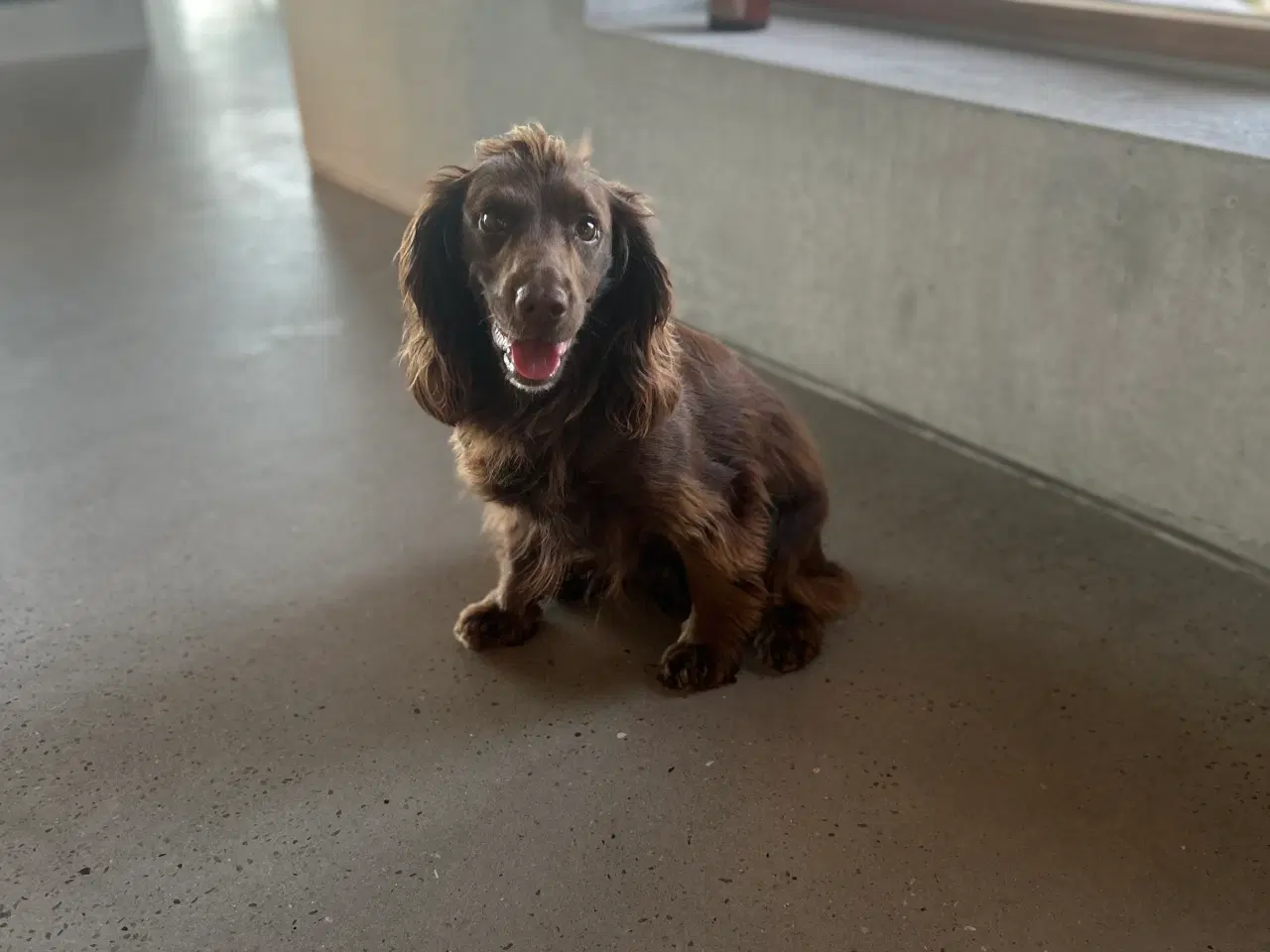 Billede 1 - Ft cocker spaniel hvalpe