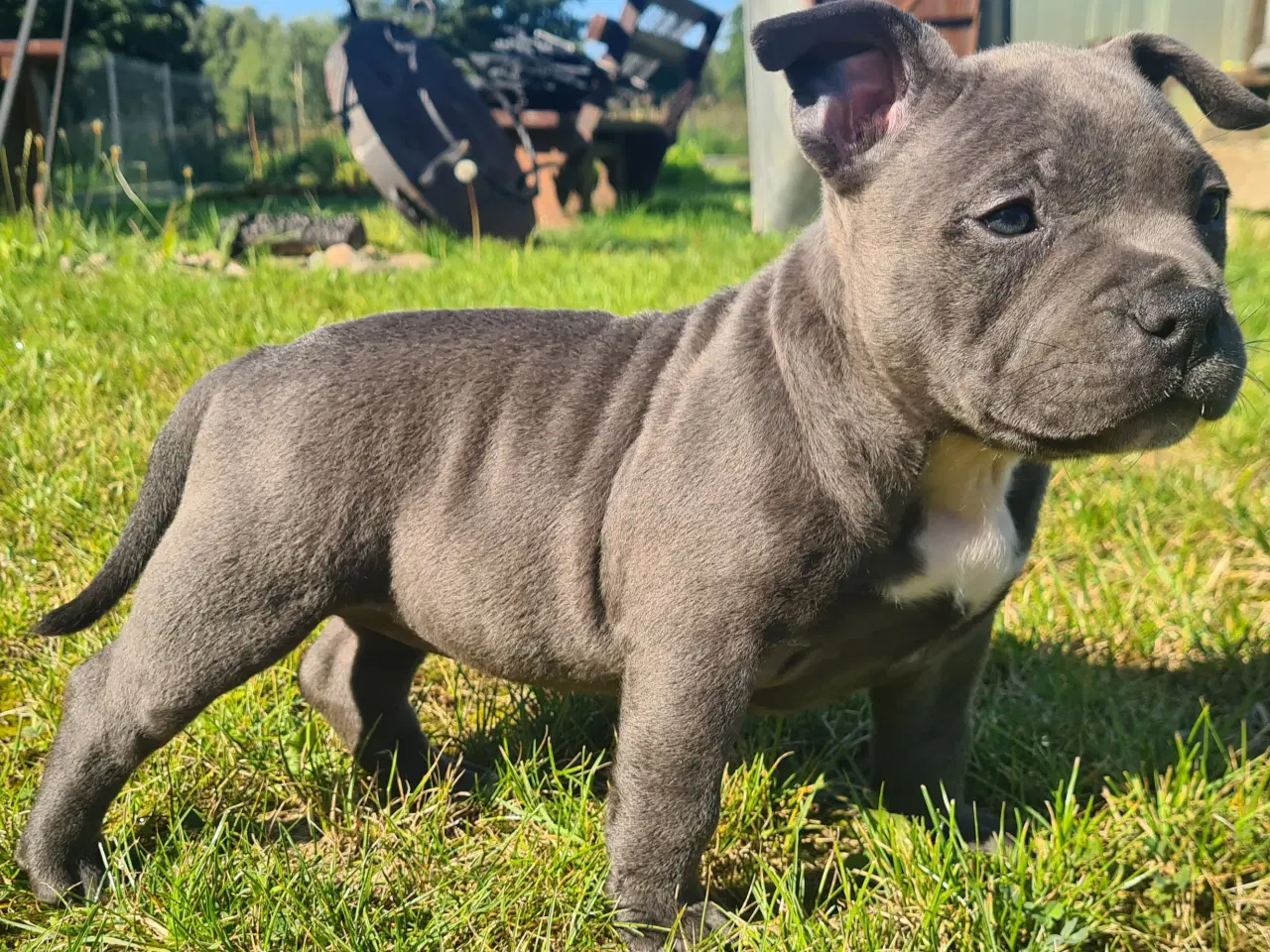 Billede 2 - American Bully pige blå - abkc Pocket