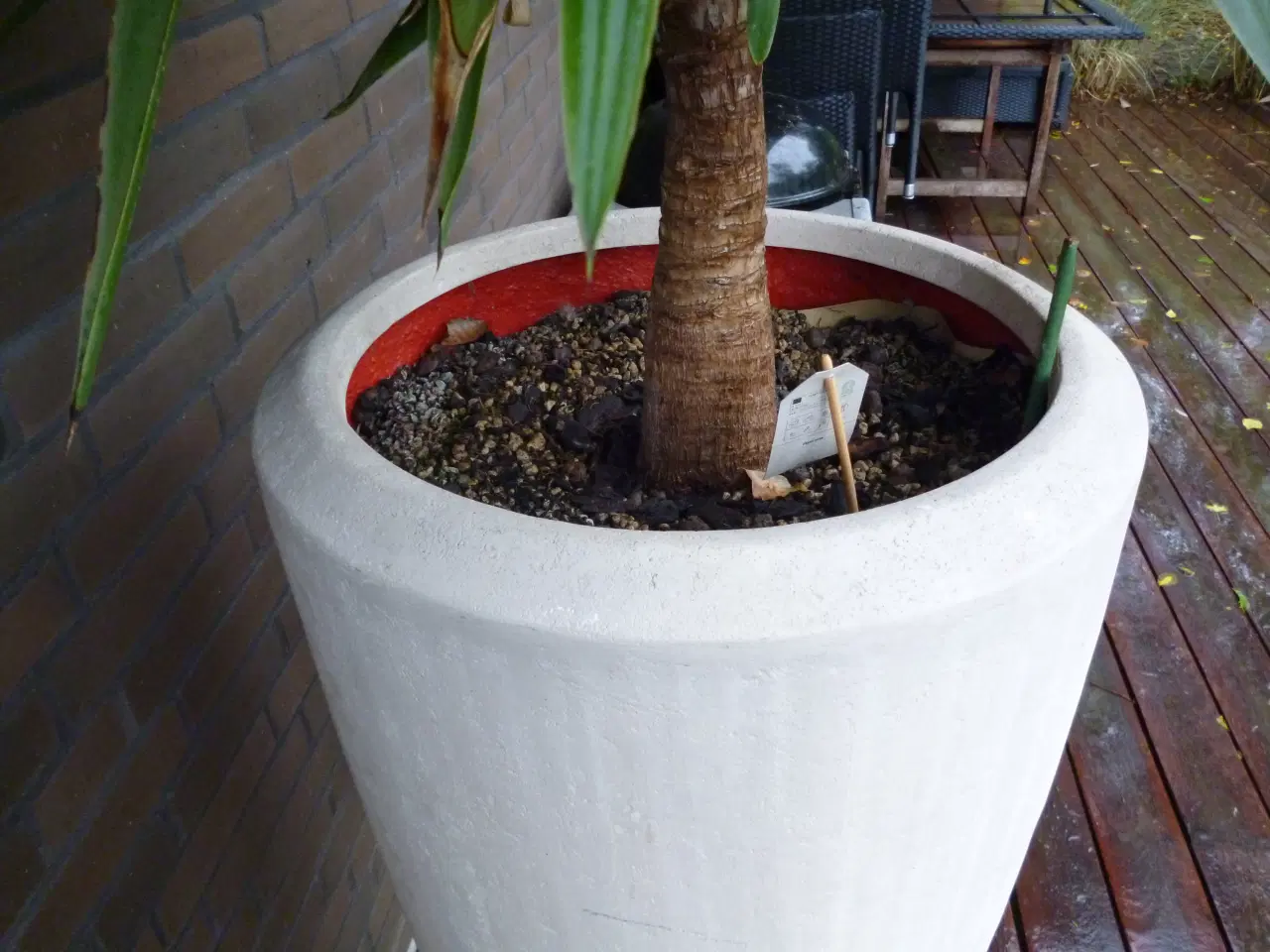 Billede 2 - Udendørs krukke incl. plante.
