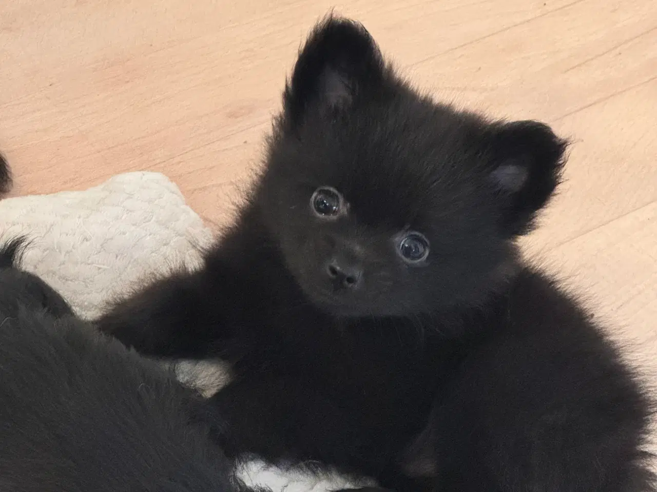Billede 11 - Pomchi dreng 