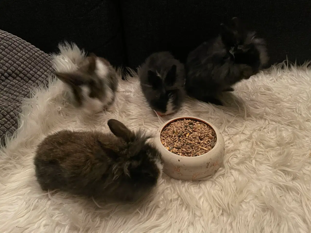 Billede 2 - Kanin unger(dværg Løvehovedet)