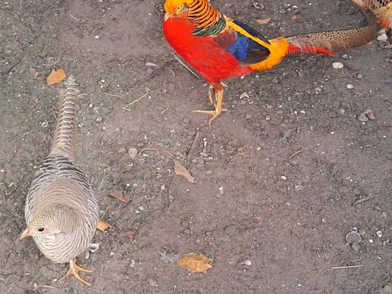 Billede 1 - Guldfasan