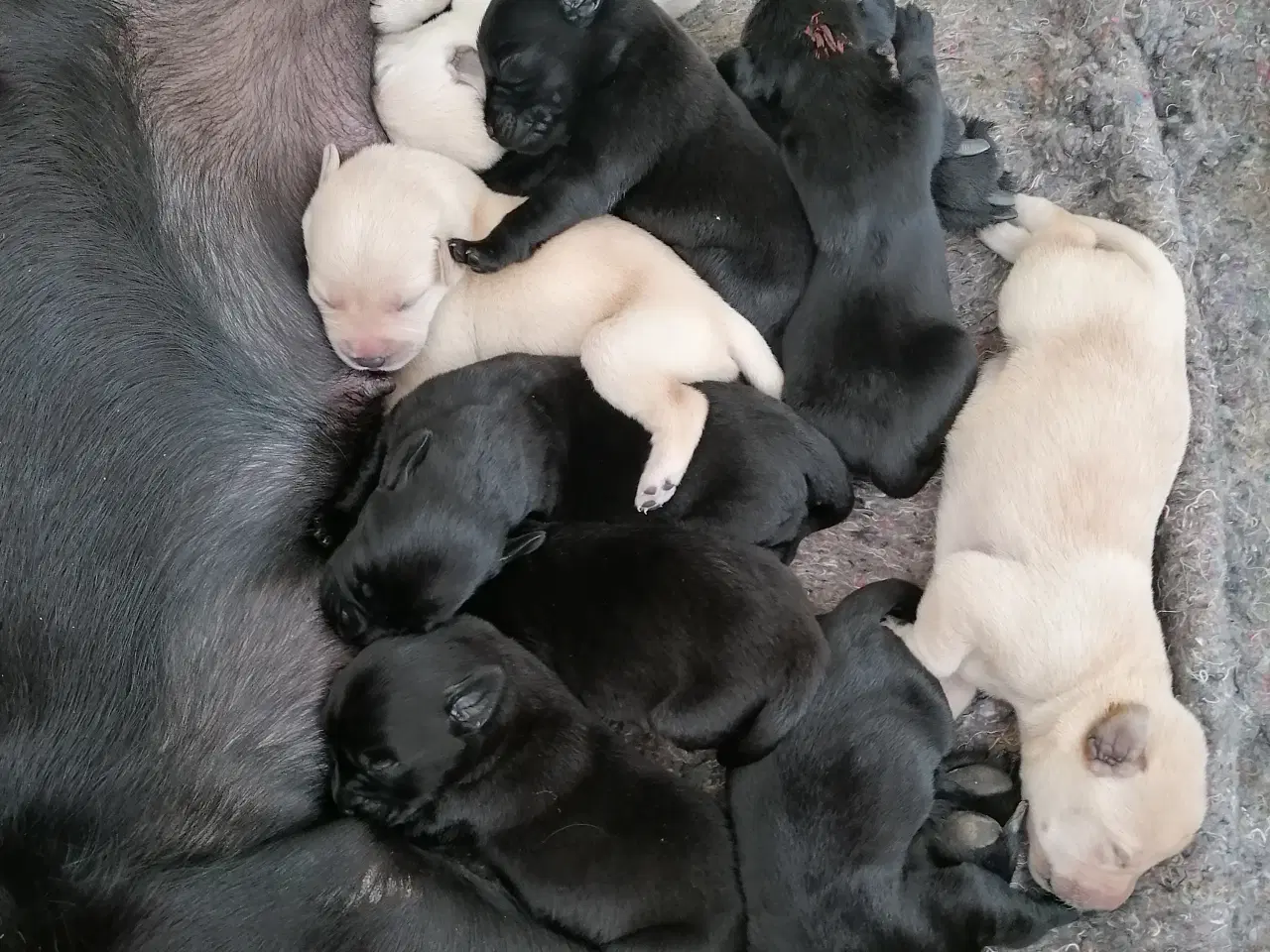 Billede 3 - Labrador hvalpe 