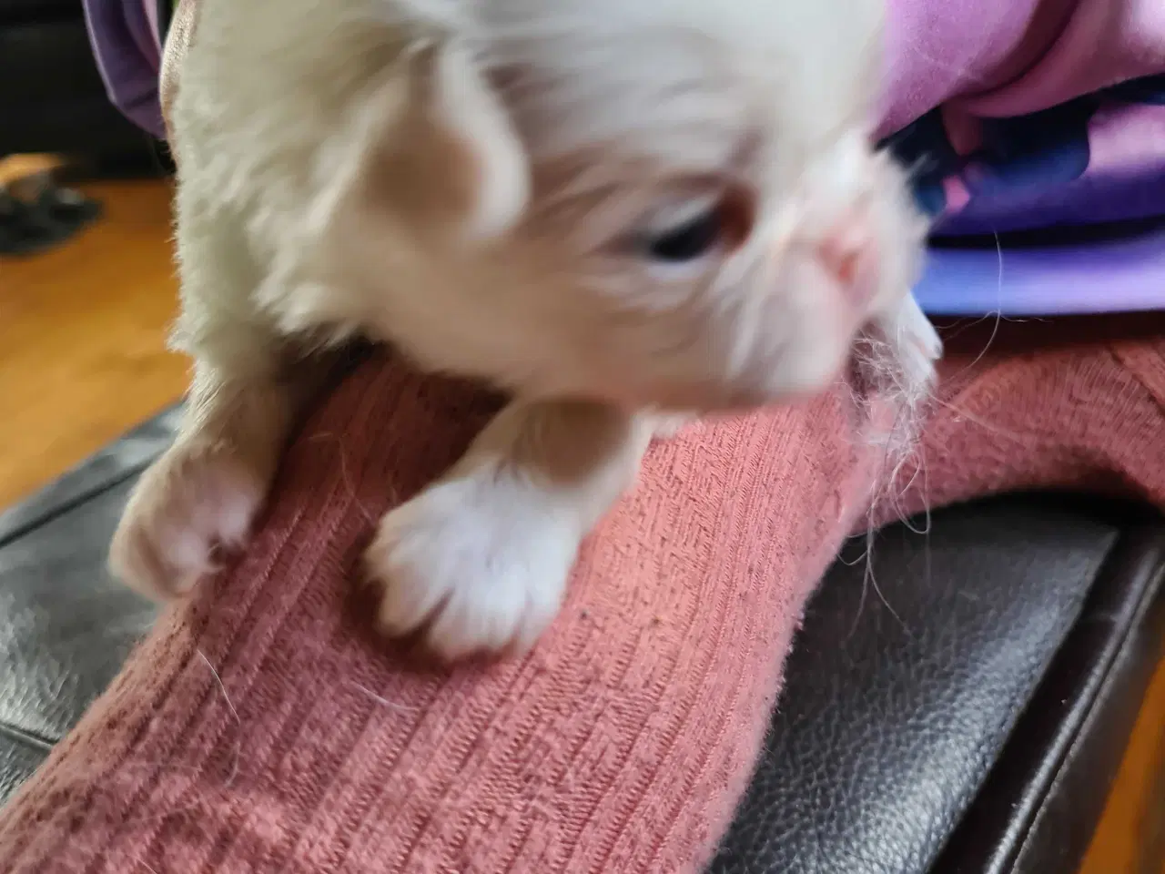 Billede 5 - Japanese chin hvalpe 