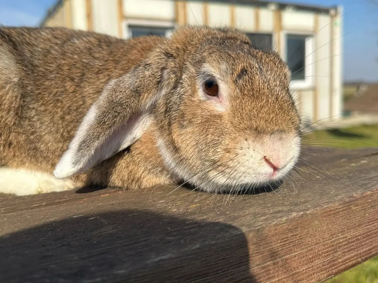 Billede 3 - En nuttet kaninunge sælges