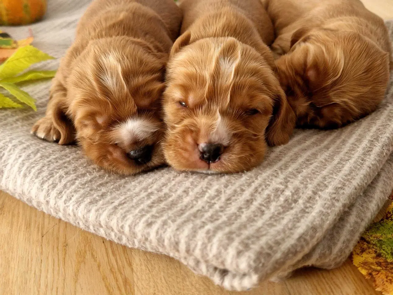 Billede 1 - Engelsk cocker spaniel