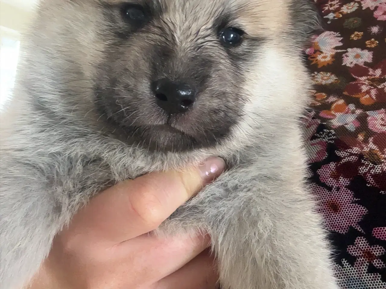 Billede 3 - Den perfekte blanding 🐾