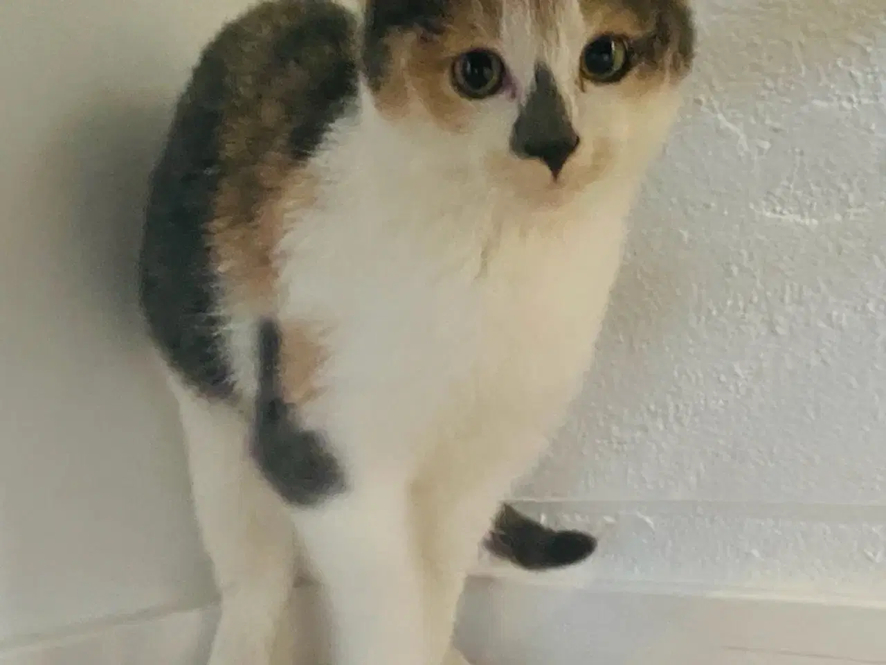 Billede 6 - Søde og kærlige staldkillinger