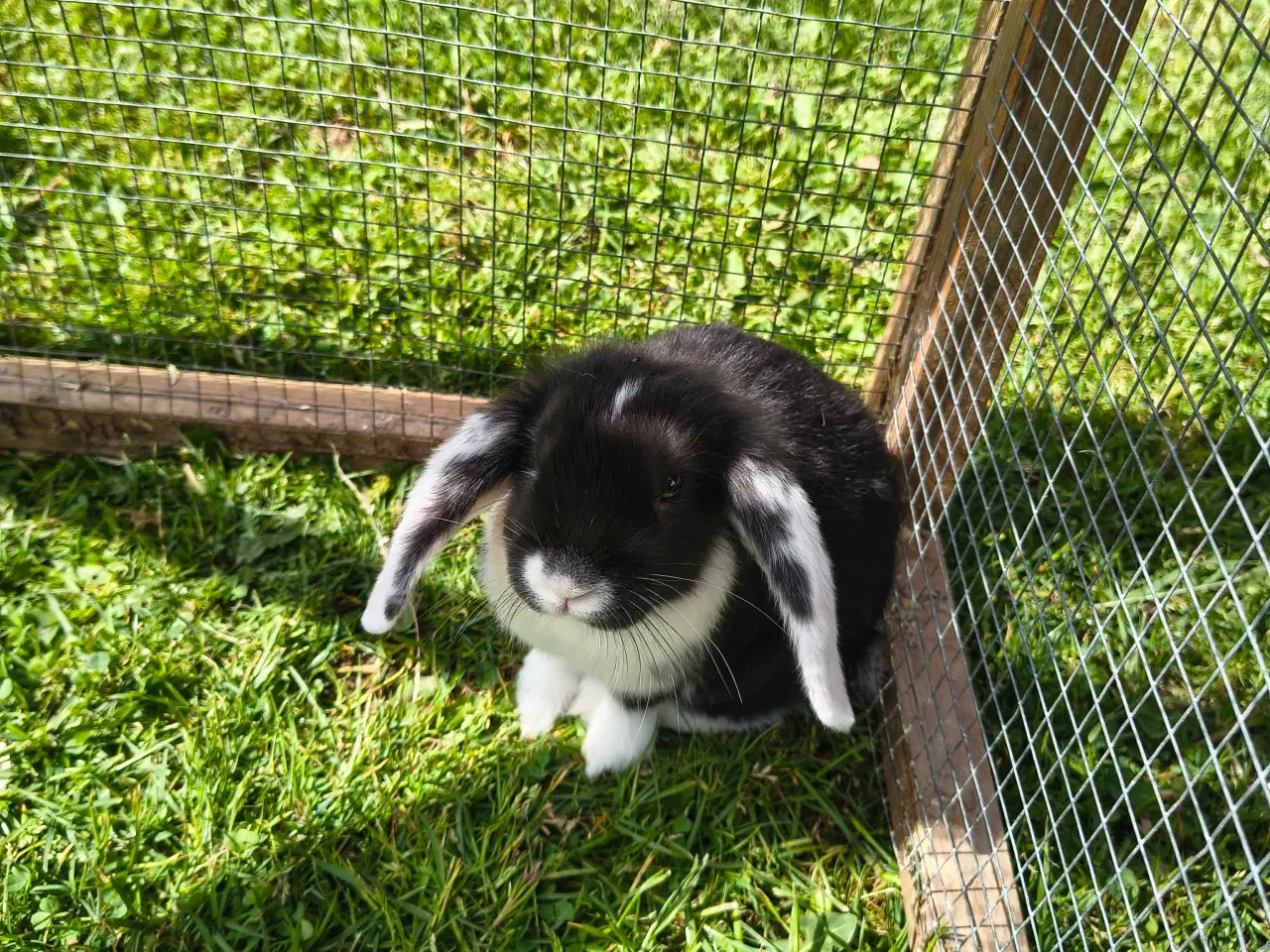 Billede 2 - Dværg vædder/Mini lop