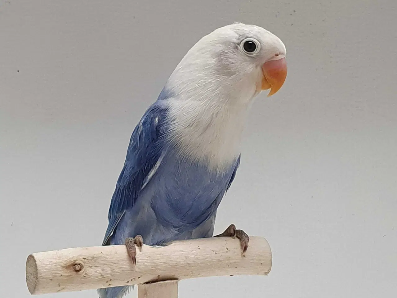 Billede 2 - Violblå Opaline Dværgpapegøje