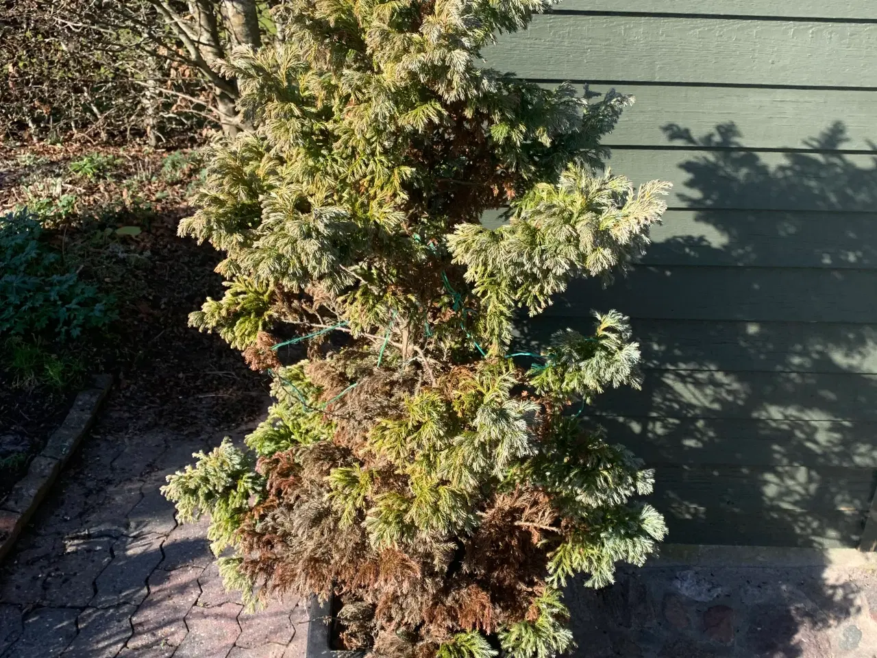 Billede 1 - Thuja busk og solbærbusk m m og mange marksten