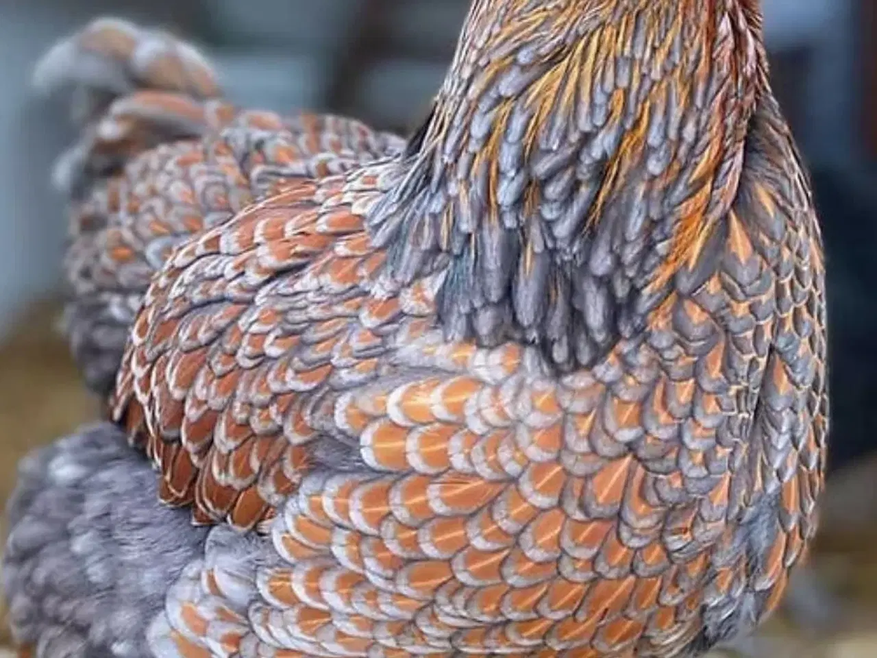 Billede 1 - Blå guldrandet wyandot hane SØGES