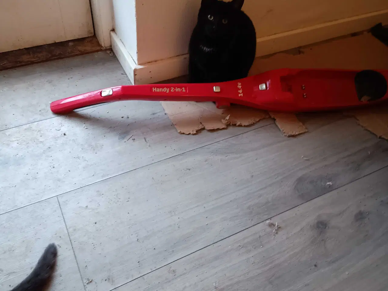 Billede 5 - 4 friske hankatte