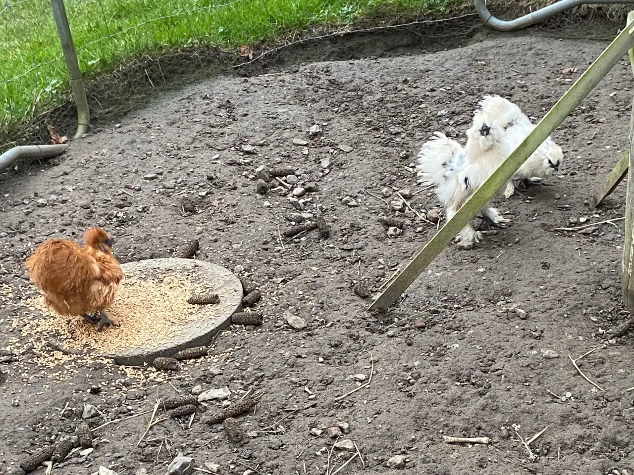 Billede 4 - Dværg silkehaner