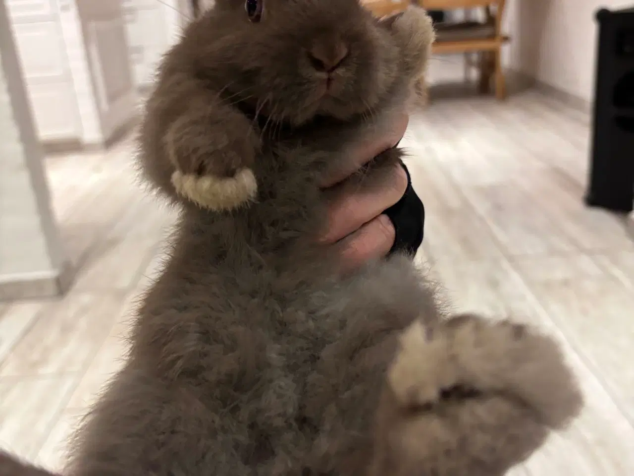 Billede 2 - Søde tamme kaninunger