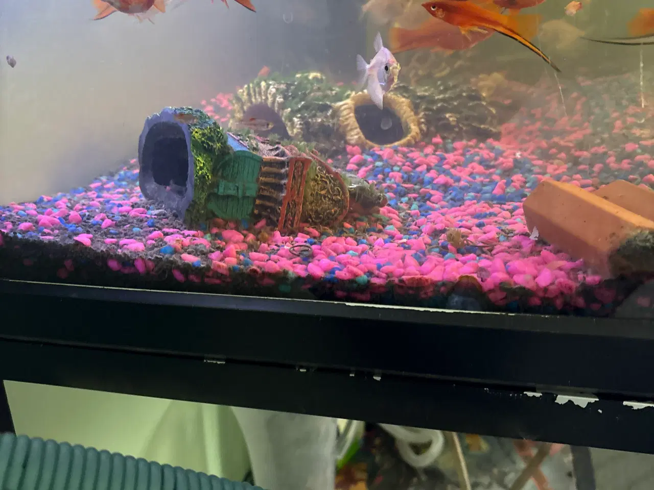 Billede 1 - Fisk & akvarium 